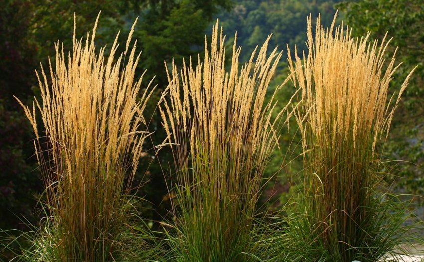 Мітлиця гострицька Мітлиця гострицька