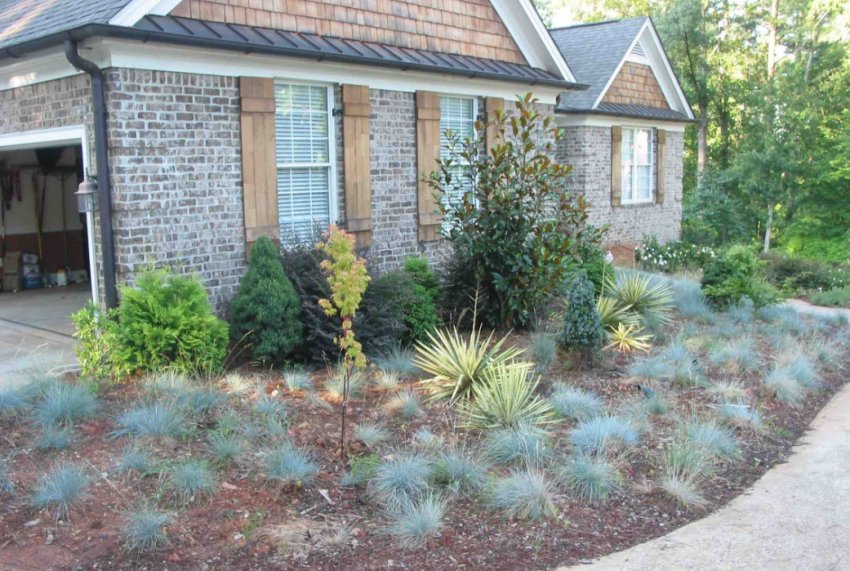 Овсяниця сірка в ландшафтному дизайні Овсяниця сірка в ландшафтному дизайні