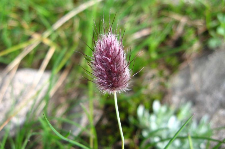 Лисохвост альпійський Лисохвост альпійський