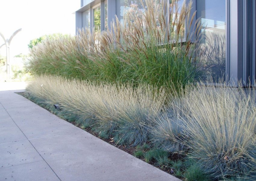 Келерія сіра в ландшафтному дизайні Келерія сіра в ландшафтному дизайні