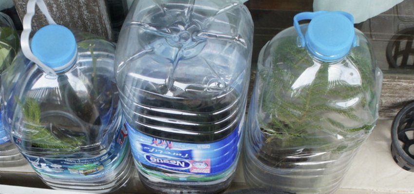 Розмноження араукарії