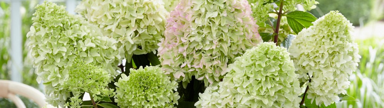 Гортензия Метельчатая Литл Спуки Фото