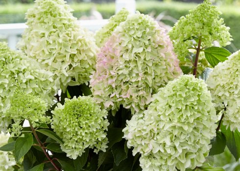 Опис і особливості гортензії сорту Little Fraise