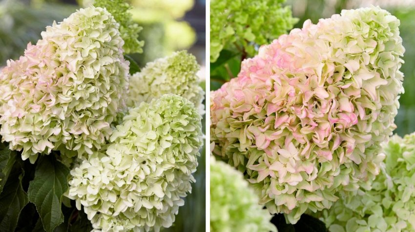 Гортензія Літл Фрайз Гортензія Літл Фрайз