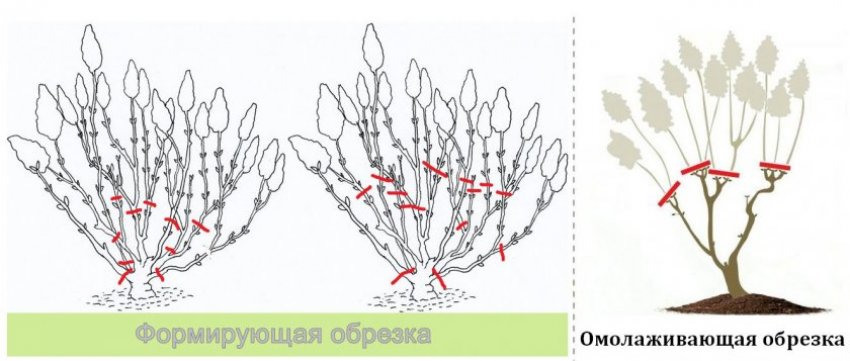 Обрізка декоративної гортензії Обрізка декоративної гортензії