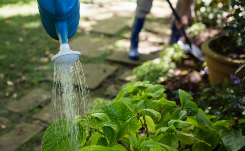 Зрошення гортензії Зрошення гортензії