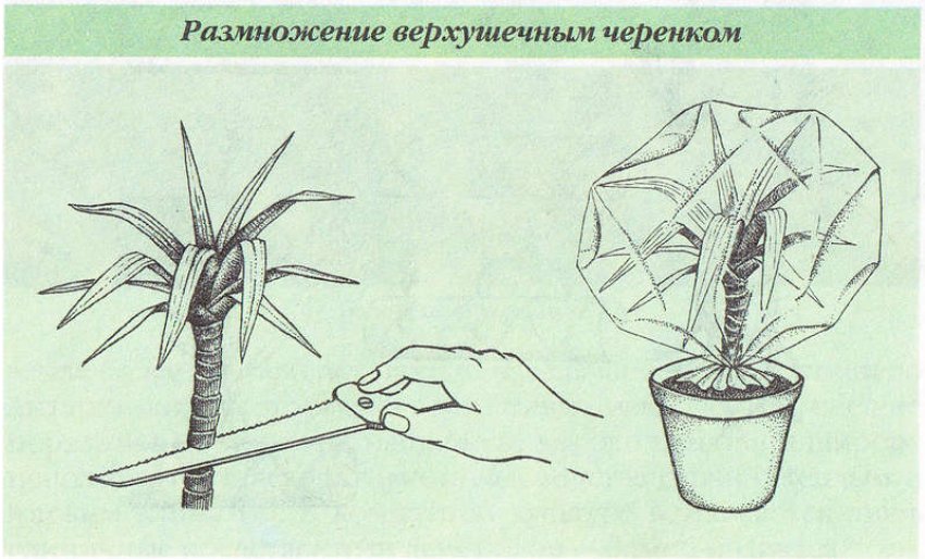 Розмноження верхівковим черешком Розмноження верхівковим черешком