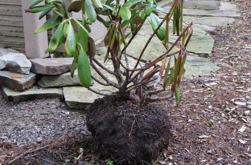 Пересадка рододендрона Пересадка рододендрона