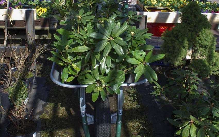 Рододендрон Рододендрон