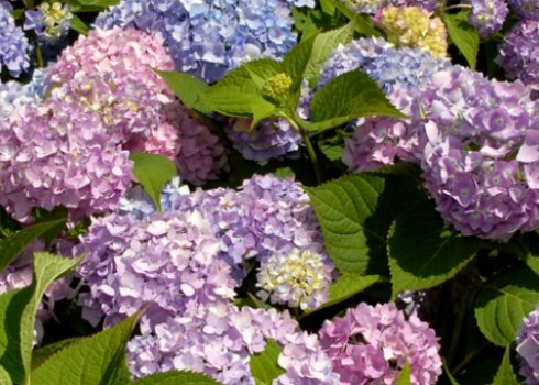 Багаторічна гіортензія Со Лонг Ебоні