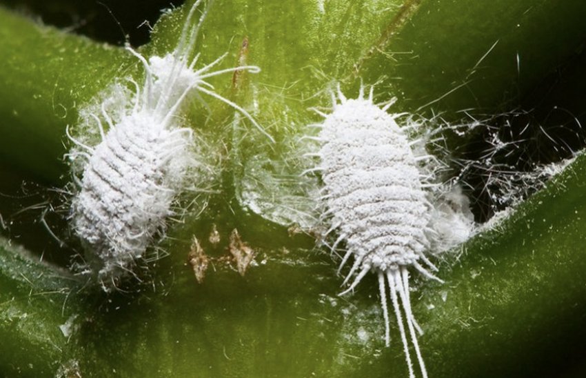 Борошнистий червець