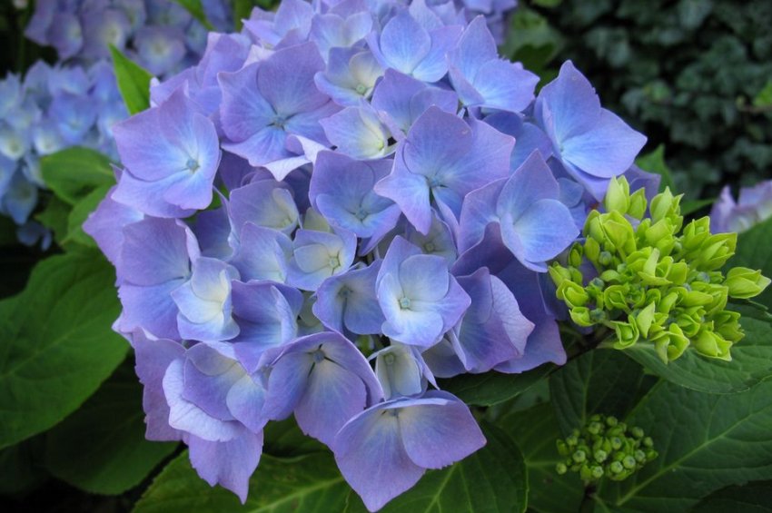 Гортензія крупнолиста Со Лонг Ебоні Монмар Гортензія крупнолиста Со Лонг Ебоні Монмар