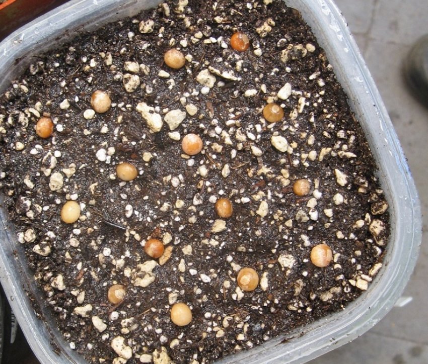 Посів насіння Посів насіння