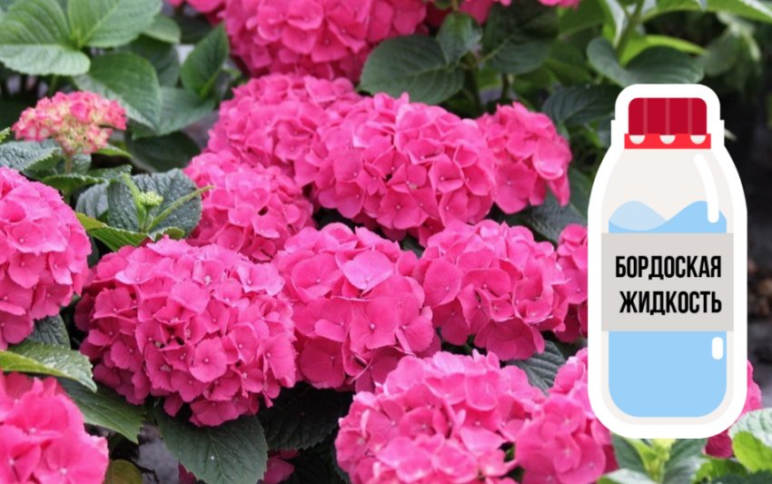 Підживлення гортензії Підживлення гортензії