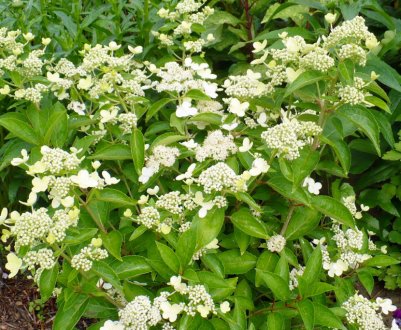 Опис сорту гортензії Прим Вайт