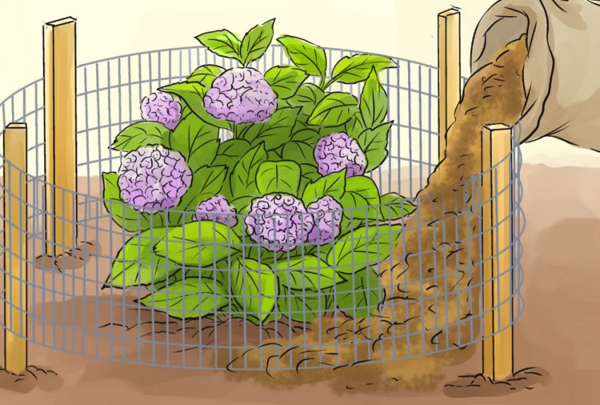 Підготовка гортензії до зими Підготовка гортензії до зими