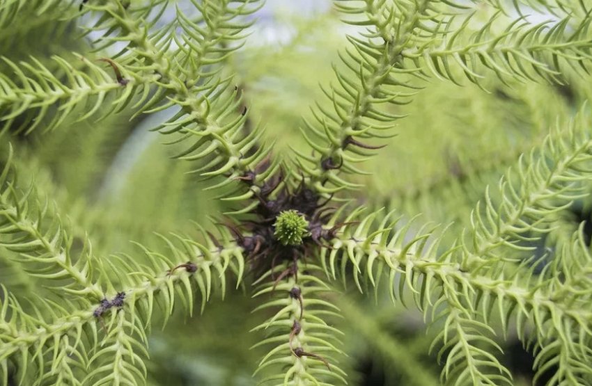 Верхівка араукарії