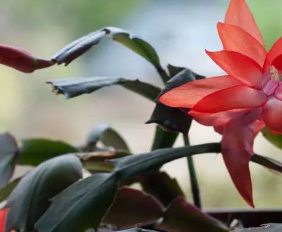 Чому не цвіте декабрист в домашніх умовах і що при цьому робити?