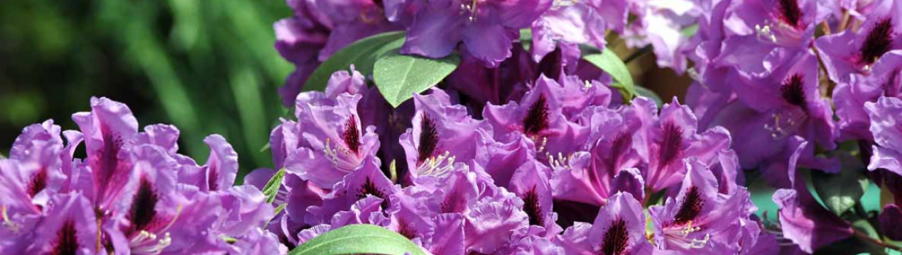 Опис та особливості вирощування сорту рододендрона "Распутін"