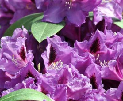 Опис та особливості вирощування сорту рододендрона "Распутін"