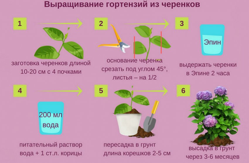 Вирощування гортензії з черенків Вирощування гортензії з черенків