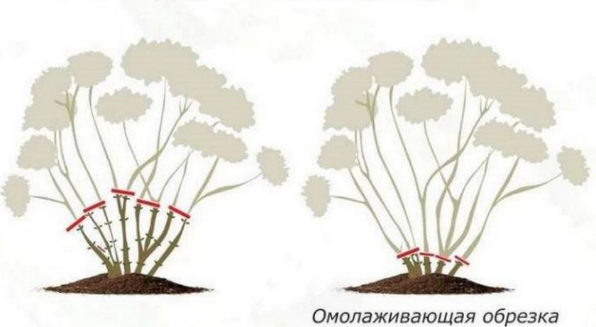 Омолаживающая обрезка гортензии Омолаживающая обрезка гортензии
