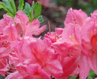 Сорти рододендрона листопадного: їх опис, посадка та догляд