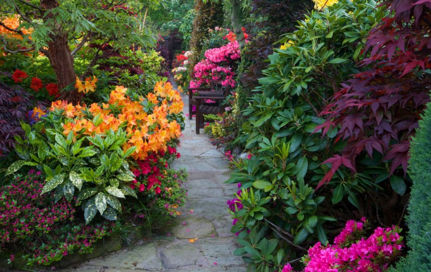 Рододендрон у ландшафтному дизайні