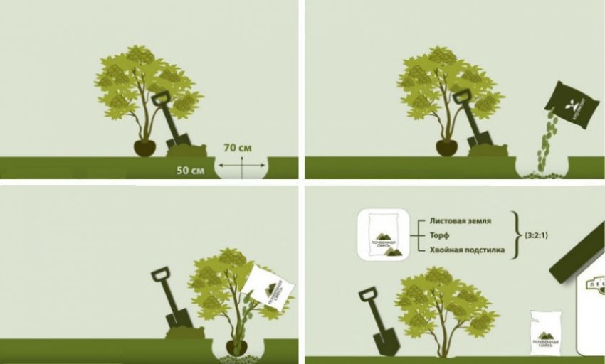 Посадка рододендрона Посадка рододендрона