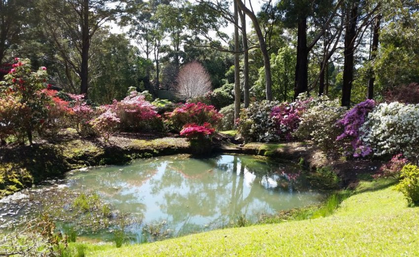 Рододендрони біля ставка