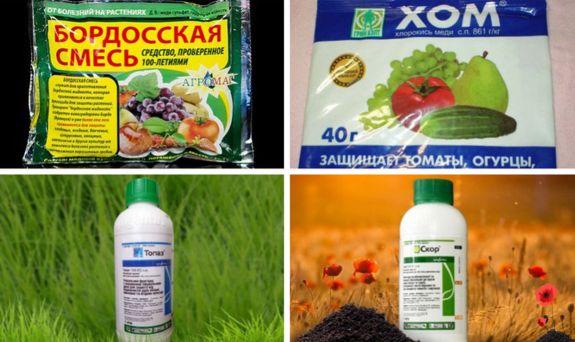 Фунгициды для гортензии Фунгициды для гортензии