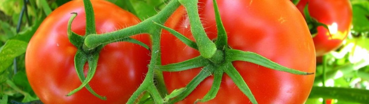 Австралійські помідори допомагають збирати кошти на благодійність