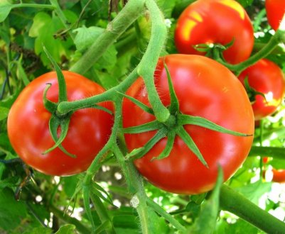 Австралійські помідори допомагають збирати кошти на благодійність
