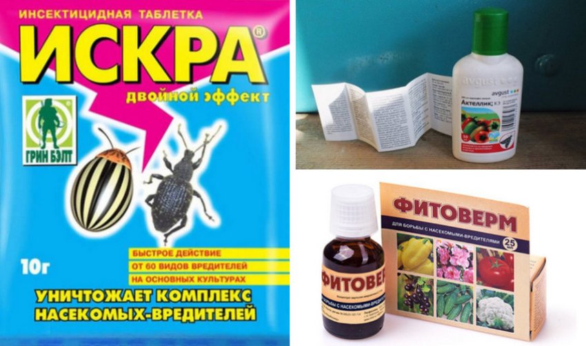 Інсектициди для гортензії Інсектициди для гортензії