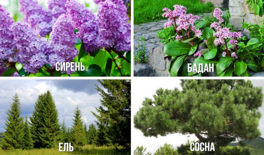 Растения, сочетаемые с гортензией Растения, сочетаемые с гортензией