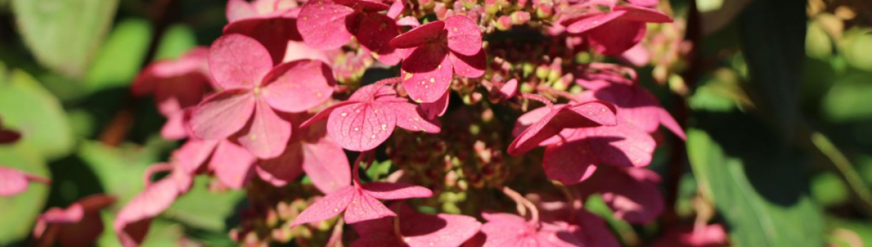 Гортензія Меджикал Файр: опис, посадка і догляд за сортом