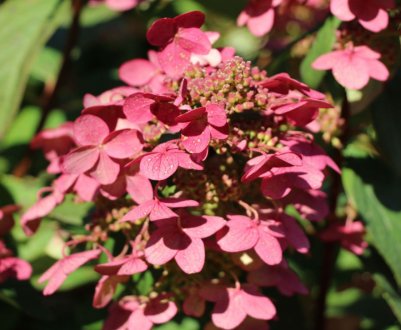 Гортензія Меджикал Файр: опис, посадка і догляд за сортом
