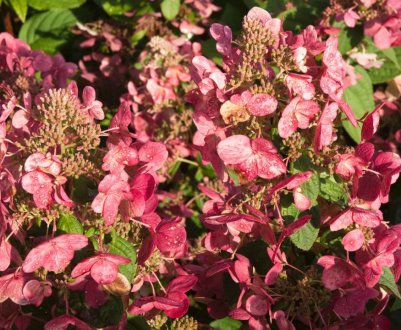 Гортензія сорту Меджикал Флейм - опис та особливості вирощування