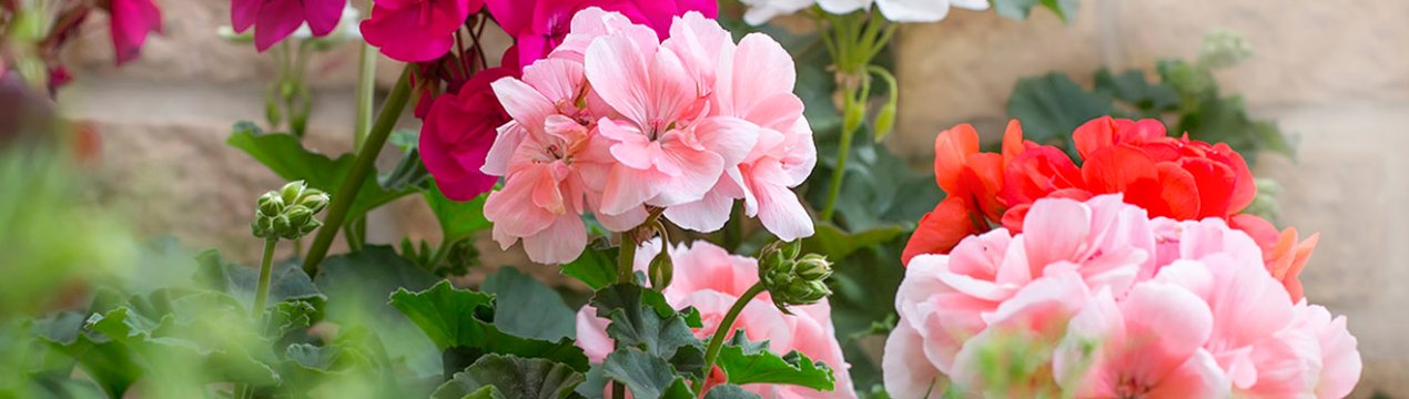 Як правильно розмножувати герань живцями в домашніх умовах