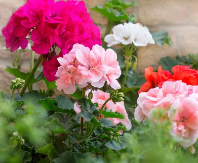 Як правильно розмножувати герань живцями в домашніх умовах