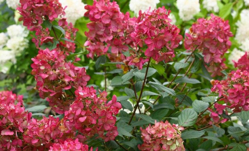 Гортензія сорту Меджикал Флейм