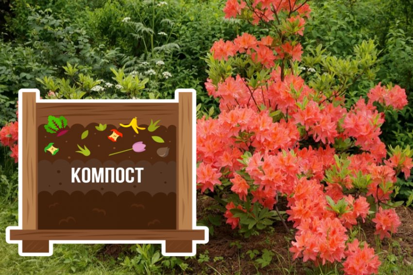 Підживлення компостом