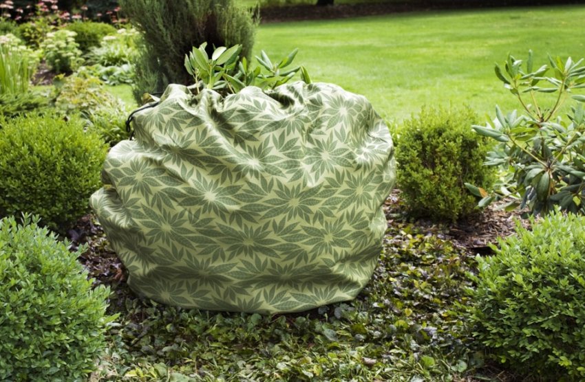 Укриття рододендрона на зиму