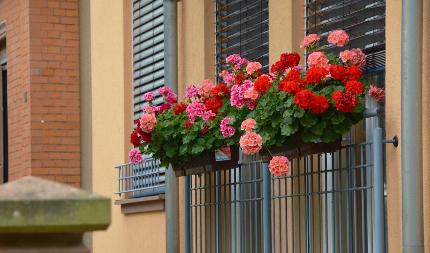 Балконні (плющелистные)