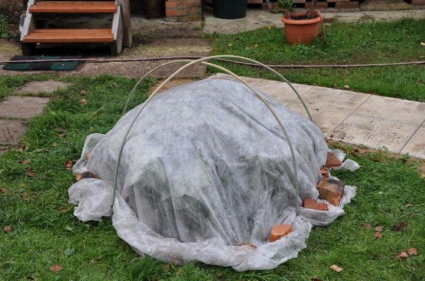 Укриття гортензії на зиму