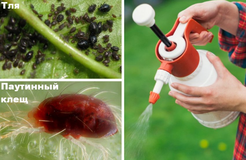 Боротьба з шкідниками гортензії