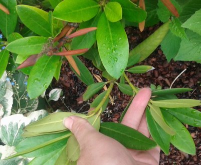 Підстригання рододендронів