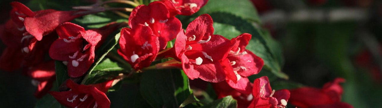 Вейгела Бристоль Рубі: опис та вирощування сорту