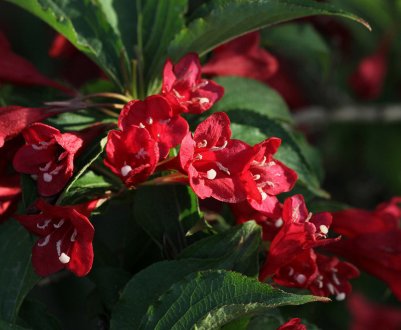 Вейгела Бристоль Рубі: опис та вирощування сорту