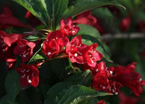 Вейгела Бристоль Рубі: опис та вирощування сорту